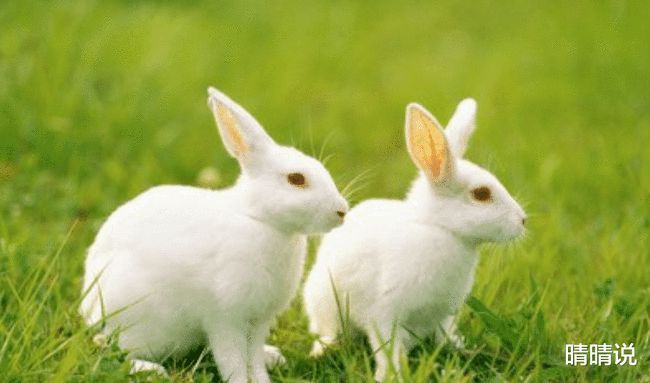 兔和鸡属相能配夫妻吗_属猪的佩戴黑曜石兔属相好不好_属兔和哪个属相最配?