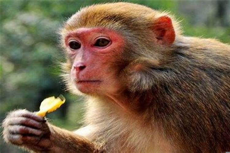 属猴的什么年份出生？属猴的人都是哪年出生的?