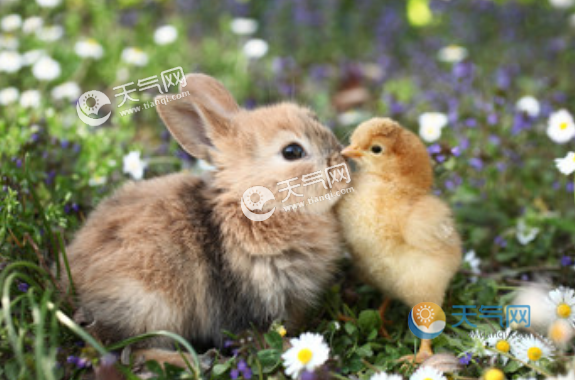 兔子和鸡属相合不合免费算命_算命免费属相配对_鸡和兔子属相合不合