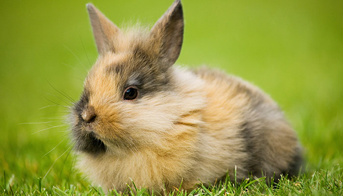 十二生肖属兔的年份 属兔几几年出生表