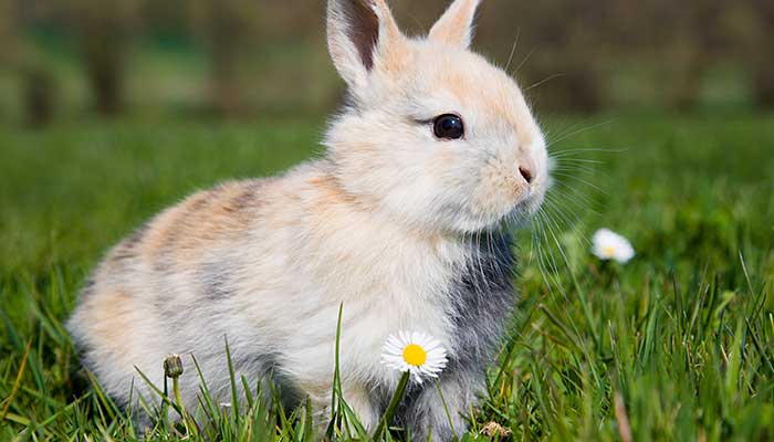 十二生肖属兔的年份 属兔几几年出生表