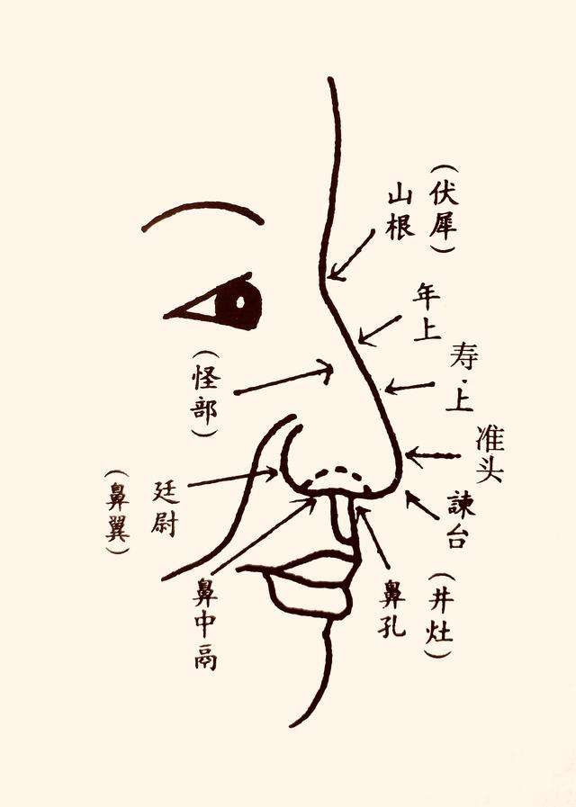 耳朵上的鼻子反射区图_耳鼻上有痣_耳朵在鼻子上面面相女人