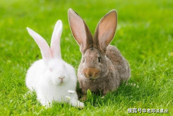 属龙与属兔婚配好不好_生肖兔和兔婚配如何_男兔女兔同年婚配好吗