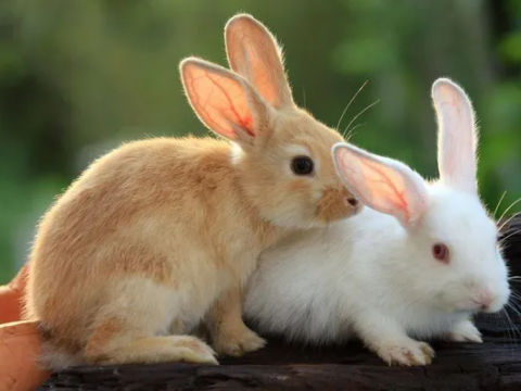 属兔的今年婚姻怎么样2021_属兔人婚姻今年状况_属兔今年的婚姻